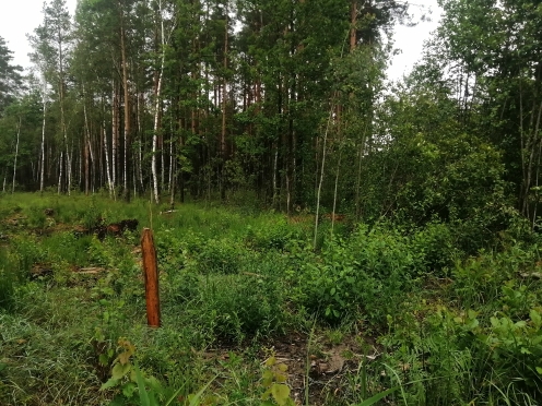Cranberry plantation Makhnovitch