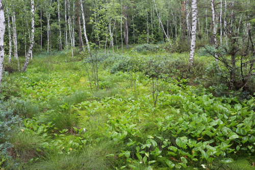 Заказник «Бордиловское-Кременец»