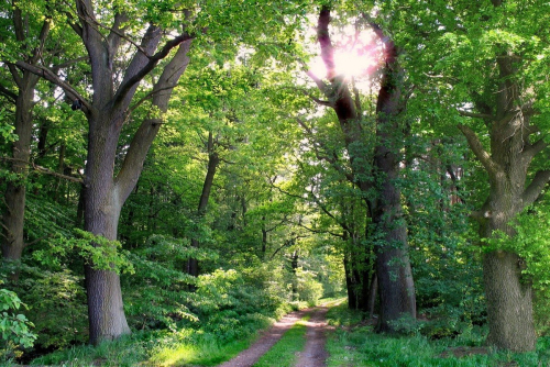 Reserve Zelenoe Ljado