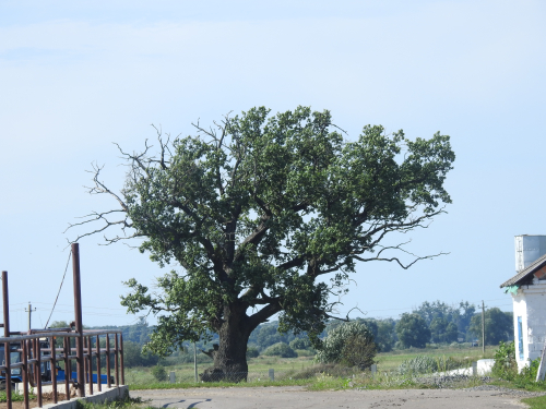 Dubenetsky oak