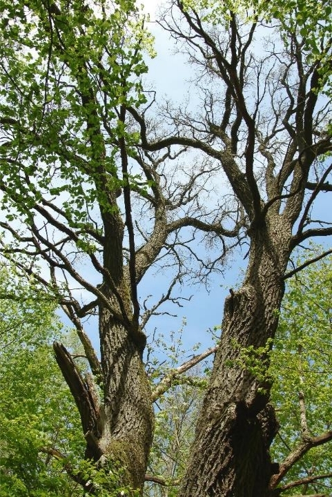 Tuganovichskye twin oaks