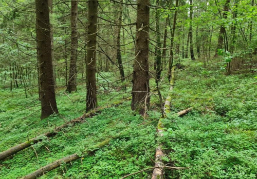 Заказник «Шаповаловские погорки»