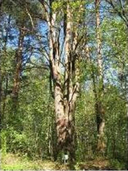 Common pine (multi-stem)