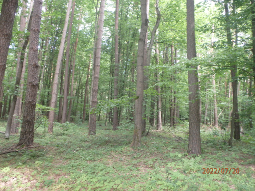 Large forest in Chashevka area
