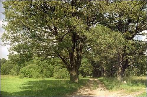 Парк «Буденичи»