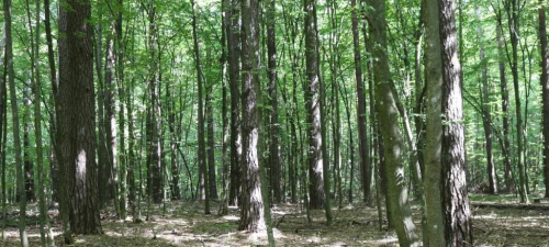 Насаждения сосны