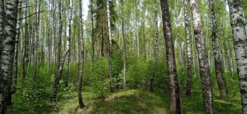 Роща в урочище «Елово»