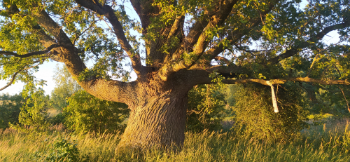 Вековой дуб в д. Шипиловичи