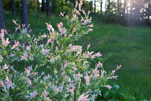 Urban park of the town of Verhnedvinsk