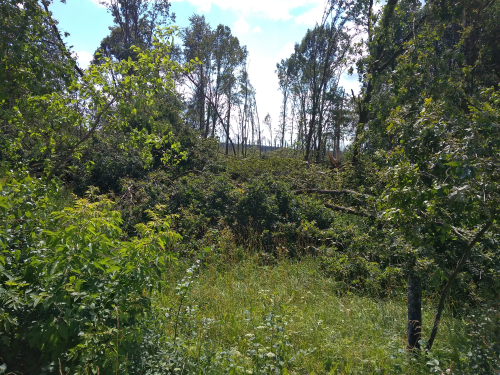 Трилесинские исполины