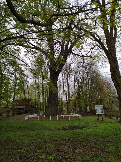 Petrovichsky-2 European oak