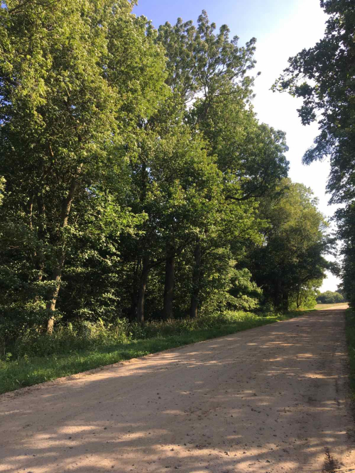 Signevichi-2 old park