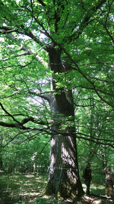 Century-old oak of the Mozyr Forestry