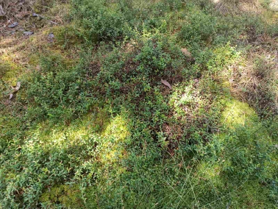 Cranberry plantation Romanovka