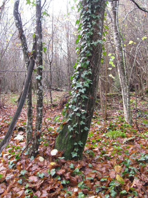 Telekhansky ivy plantation
