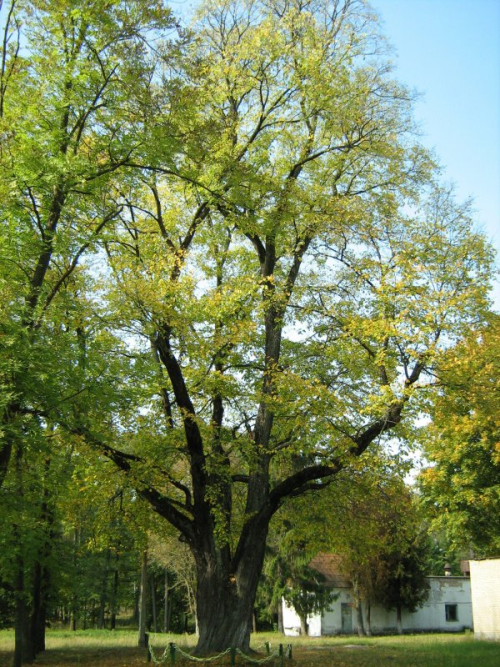 Вековой вяз