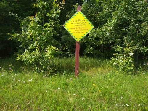 Насаждение сосны веймутовой «Чигиринский»