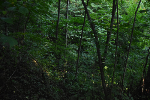 Заказник «Витебский»