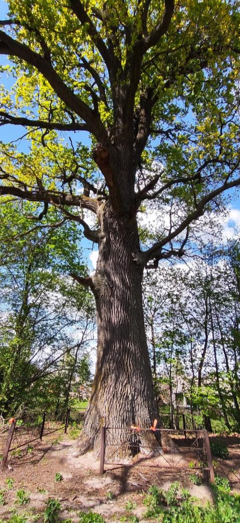 Kozhangorodokskye century-old oaks