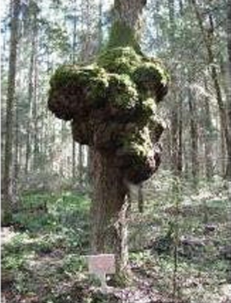 Aspen (Populus tremula)