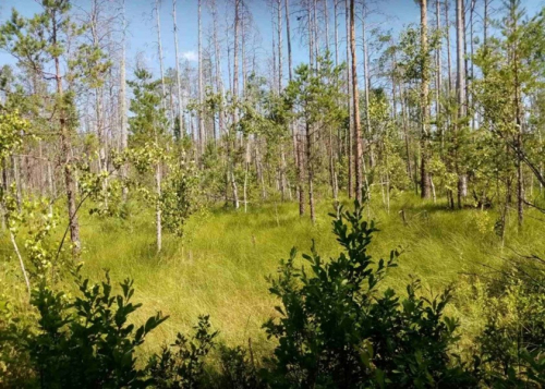 Заказник «Звоница»