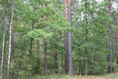 Насаждения сосны