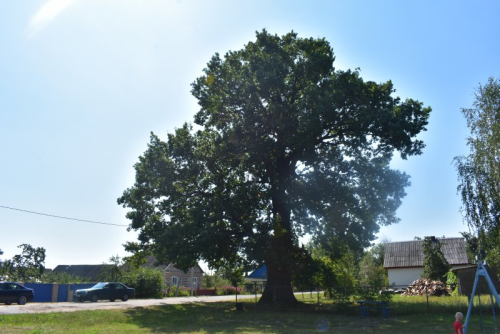 Century-old oak in the village of Krasnoberezhje