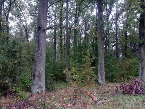 Boreckaya pure oak forest