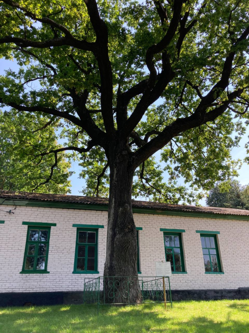 Дуб великан