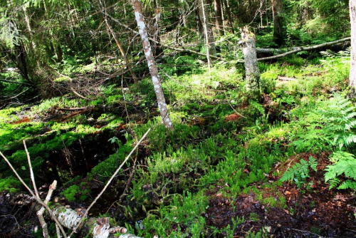 Заказник «Заозерье»