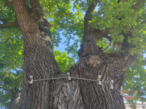 Бобруйский дуб-великан
