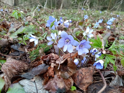 Заказник «Большой мох»