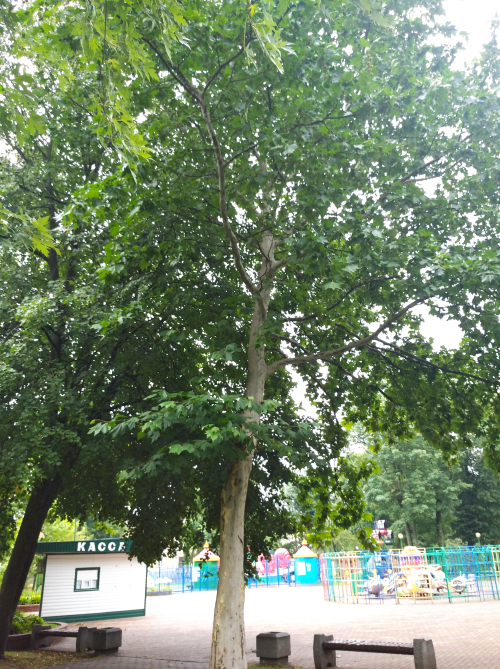 Beresteiskye plane trees