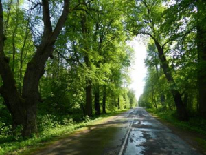 Лесопарк «Альба»