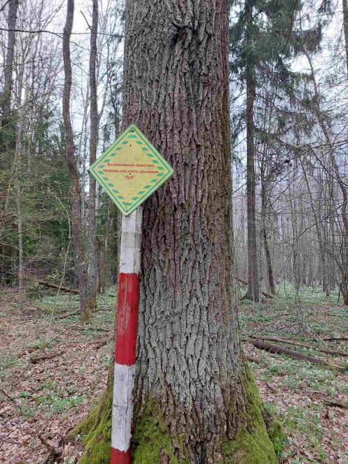 Stand-alone oak trees