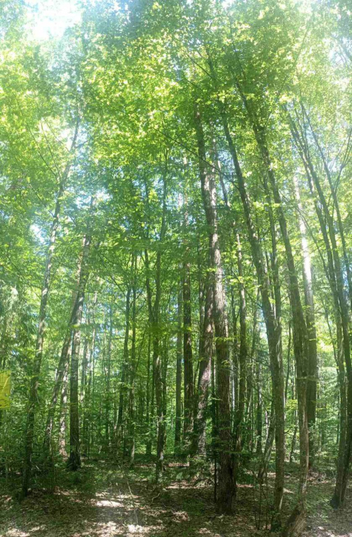 Эталонное насаждение