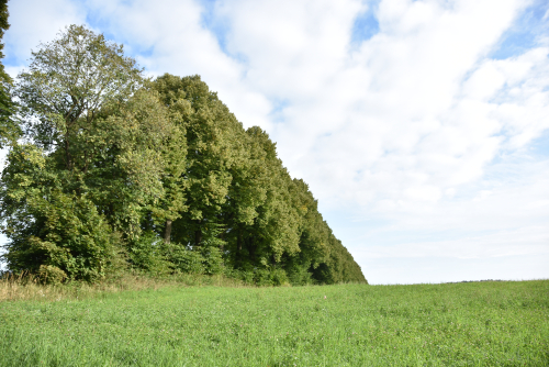 Century-old lime trees avenue near the village of Levky