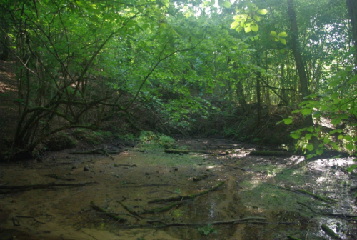 Судницкие родники