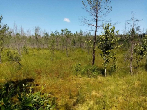 Заказник «Поддубье»