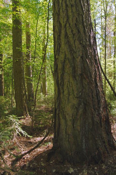 Molchadskoe European larch stand