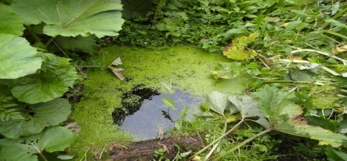 Rutkovsky spring and stream natural complex
