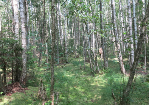 Tsygansky alpine garden