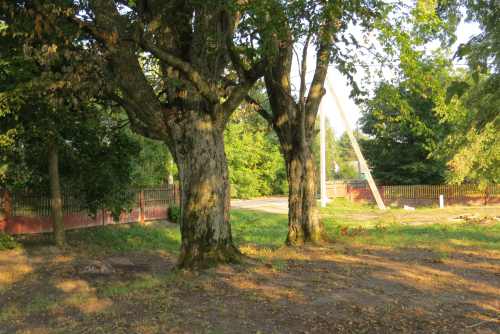 Velikoritskie hornbeams