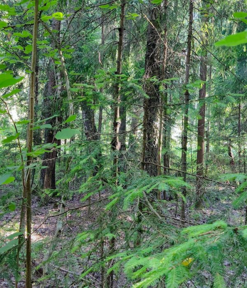 Заказник «Гайна»