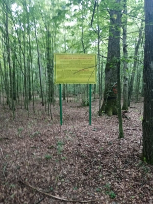European oak forest stand Slobodskoe