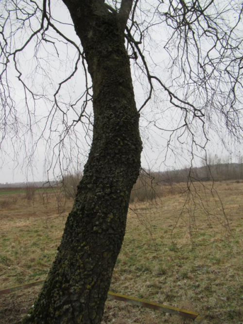 Черная береза