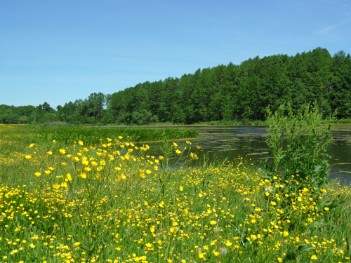 Заказник «Дубровка»