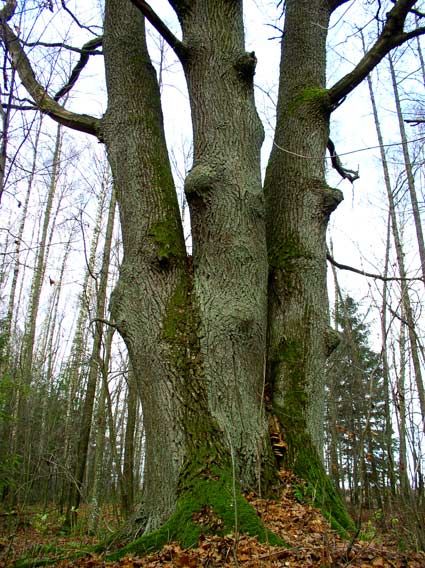 Svitjazjansky three-trunk oak