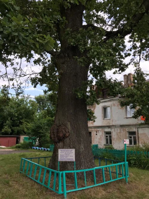 Вековое дерево дуб 2