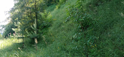 Обнажение «Добруш»